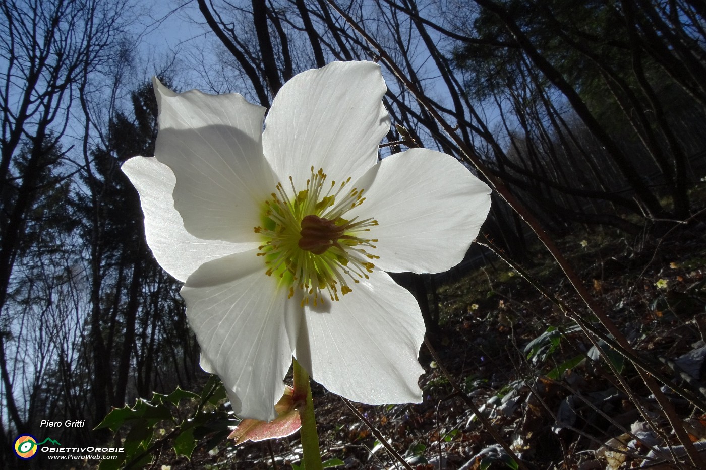 30  Rosa di Natale -Elleboro (Helleborus niger).JPG